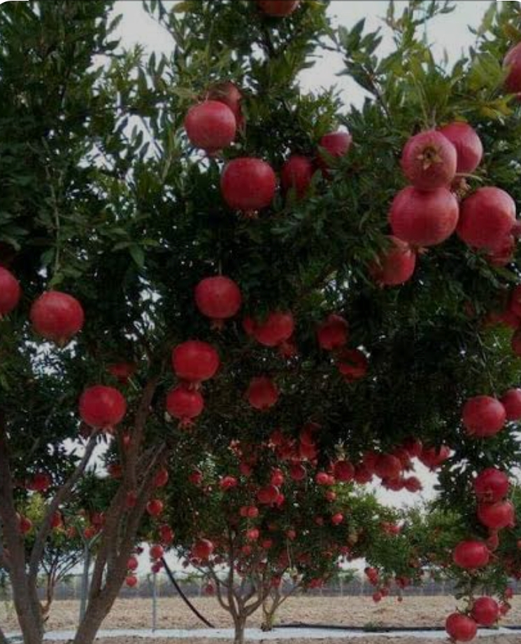 Screenshot 2025 04 22 07 59 53 83 680d03679600f7af0b4c700c6b270fe7